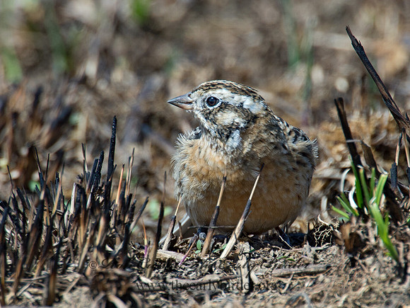 Calcarius pictus  SMITH'S LONGSPUR 9021228