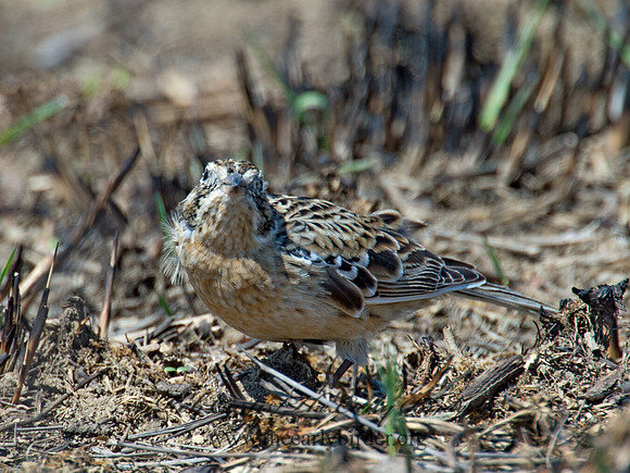 Calcarius pictus  SMITH'S LONGSPUR 9021216