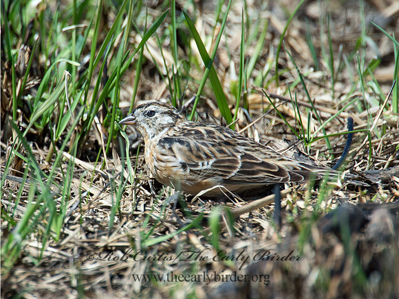 Calcarius pictus  SMITH'S LONGSPUR 9021237