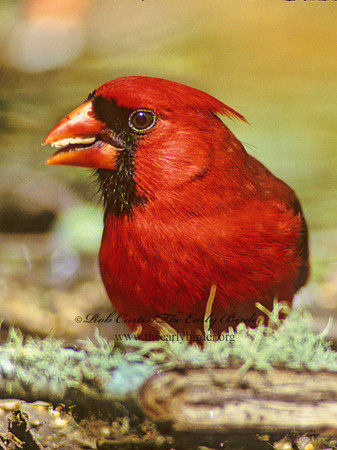 Cardinalis cardinalis  NORTHERN CARDINAL 164931