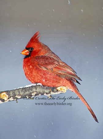 Cardinalis cardinalis  NORTHERN CARDINAL 160813