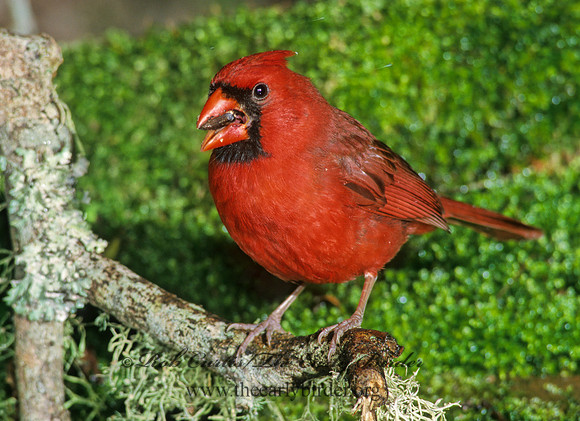 Cardinalis cardinalis  NORTHERN CARDINAL 185532