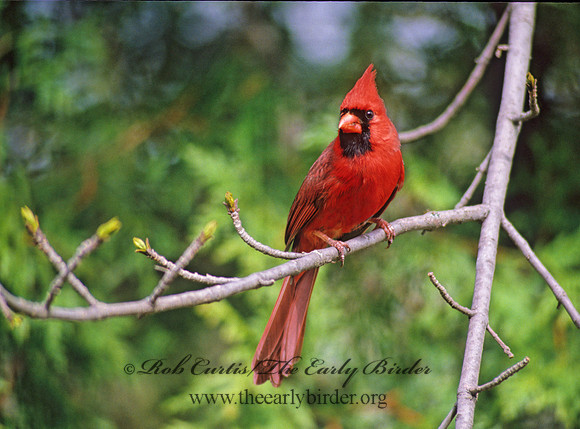 Cardinalis cardinalis  NORTHERN CARDINAL 39607