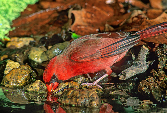 Cardinalis cardinalis  NORTHERN CARDINAL 188419