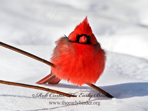 Cardinalis cardinalis  NORTHERN CARDINAL 1300917