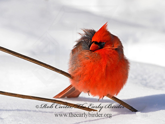 Cardinalis cardinalis  NORTHERN CARDINAL 1300930