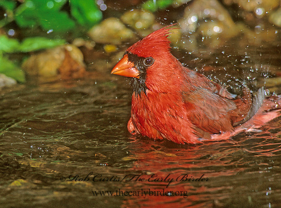 Cardinalis cardinalis  NORTHERN CARDINAL 190121