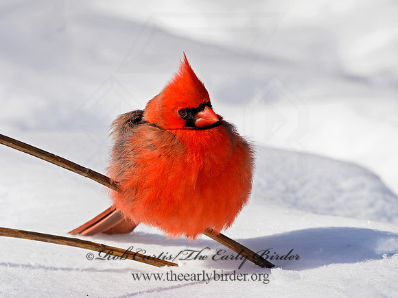 Cardinalis cardinalis  NORTHERN CARDINAL 1300936