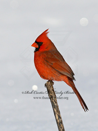 Cardinalis cardinalis  NORTHERN CARDINAL 1300987