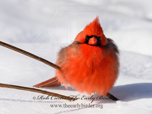 Cardinalis cardinalis  NORTHERN CARDINAL 1300947