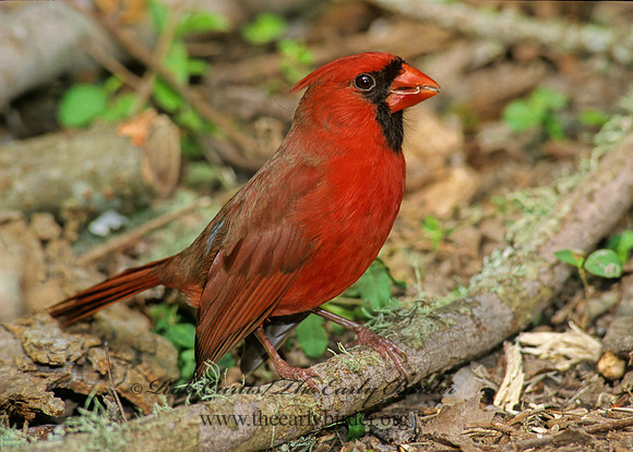 Cardinalis cardinalis  NORTHERN CARDINAL 195336
