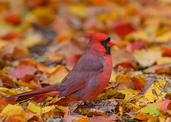 Cardinalis cardinalis  NORTHERN CARDINAL 1308121