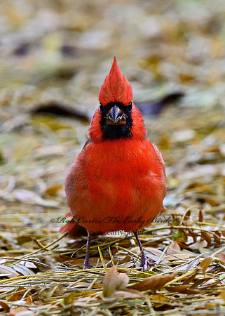 Cardinalis cardinalis  NORTHERN CARDINAL 1308139