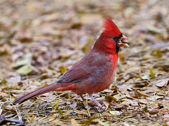 Cardinalis cardinalis  NORTHERN CARDINAL 1308133