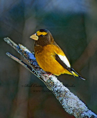 Coccothraustes vespertinus  EVENING GROSBEAK 141714-2
