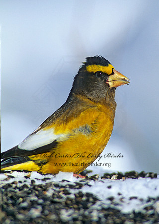 Coccothraustes vespertinus  EVENING GROSBEAK 142116
