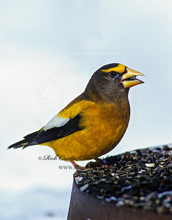 Coccothraustes vespertinus  EVENING GROSBEAK 142206