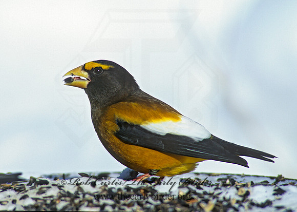 Coccothraustes vespertinus  EVENING GROSBEAK 142216