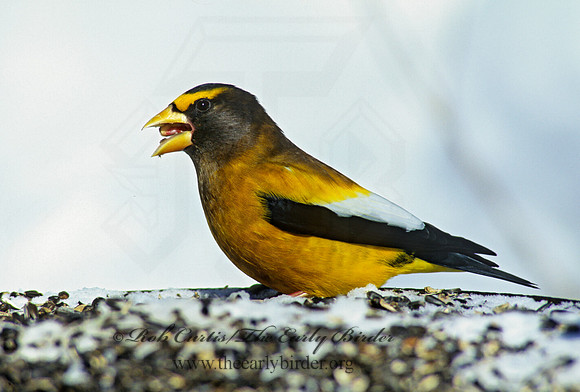 Coccothraustes vespertinus  EVENING GROSBEAK 142220