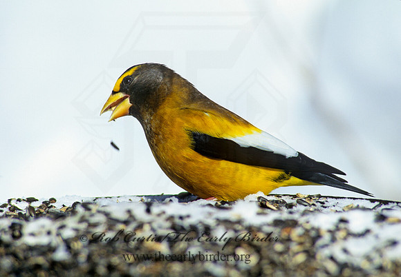 Coccothraustes vespertinus  EVENING GROSBEAK 142221