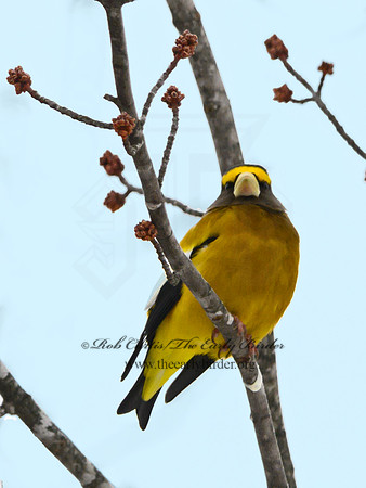 Coccothraustes vespertinus  EVENING GROSBEAK 3017168