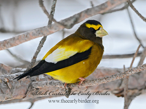Coccothraustes vespertinus  EVENING GROSBEAK 3017190
