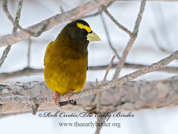 Coccothraustes vespertinus  EVENING GROSBEAK 3017184