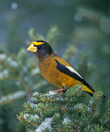 Coccothraustes vespertinus  EVENING GROSBEAK 161523