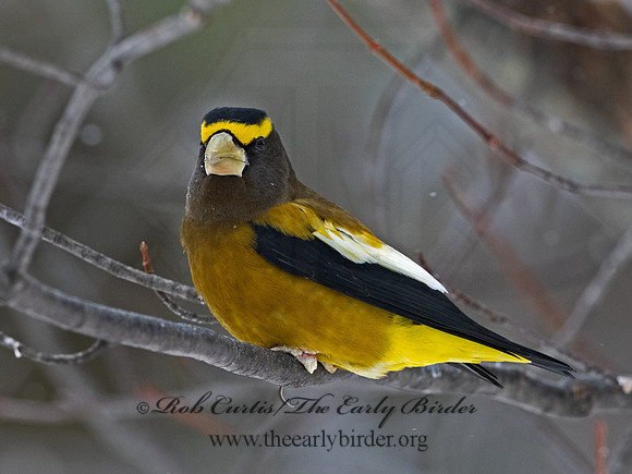 Coccothraustes vespertinus  EVENING GROSBEAK 3017248