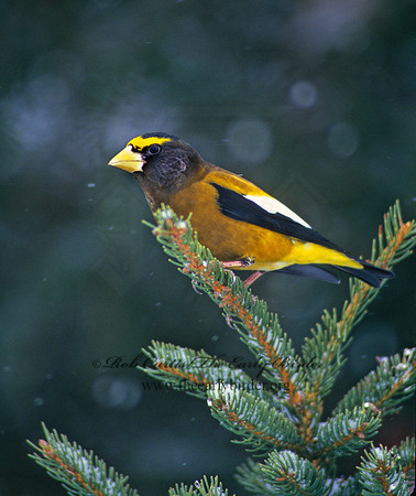 Coccothraustes vespertinus  EVENING GROSBEAK 161517