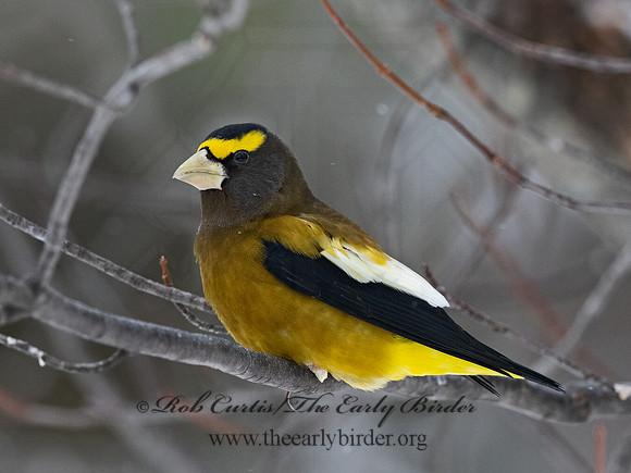 Coccothraustes vespertinus  EVENING GROSBEAK 3017251