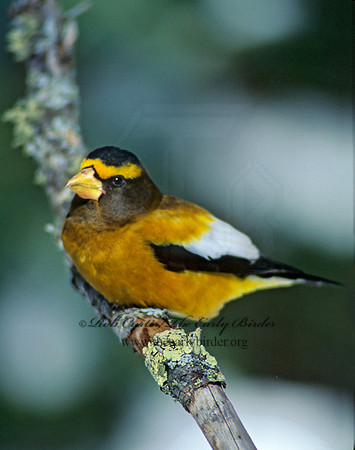 Coccothraustes vespertinus  EVENING GROSBEAK Coccothraustes vespertinus  EVENING GROSBEAK 142133
