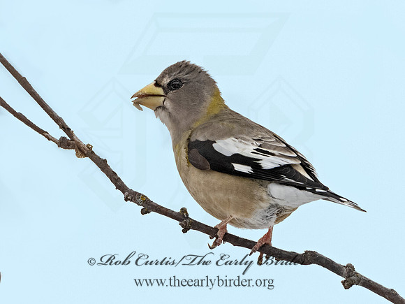 Coccothraustes vespertinus  EVENING GROSBEAK 3017197