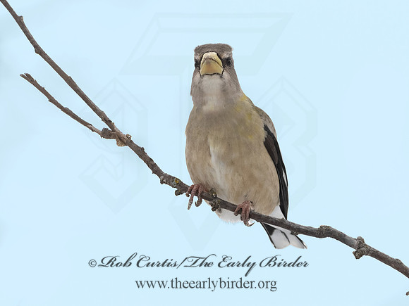 Coccothraustes vespertinus  EVENING GROSBEAK 3017199