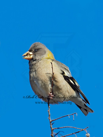Coccothraustes vespertinus  EVENING GROSBEAK 9006918