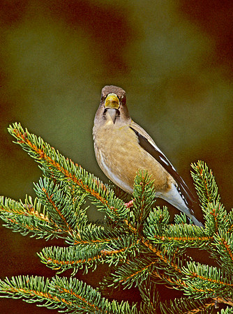 Coccothraustes vespertinus  EVENING GROSBEAK 161922-2