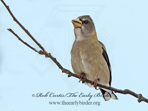 Coccothraustes vespertinus  EVENING GROSBEAK 3017200