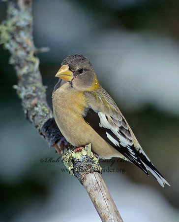 Coccothraustes vespertinus  EVENING GROSBEAK 142122