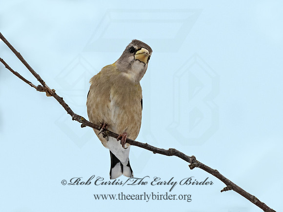 Coccothraustes vespertinus  EVENING GROSBEAK 3017203