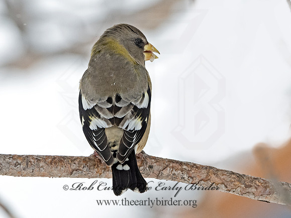 Coccothraustes vespertinus  EVENING GROSBEAK 3017240