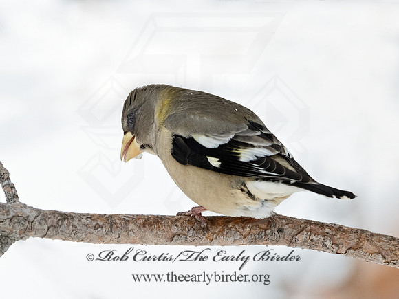Coccothraustes vespertinus  EVENING GROSBEAK 3017241