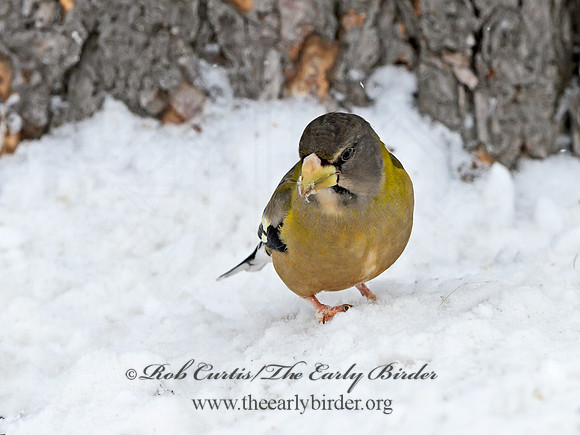 Coccothraustes vespertinus  EVENING GROSBEAK 3017255