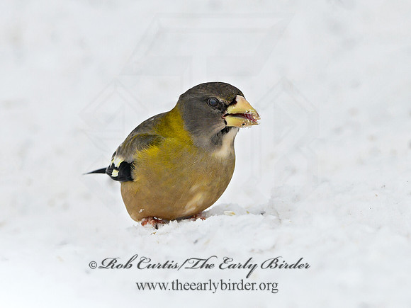 Coccothraustes vespertinus  EVENING GROSBEAK 3017259