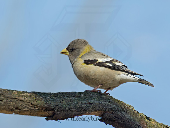 Coccothraustes vespertinus  EVENING GROSBEAK 9007510