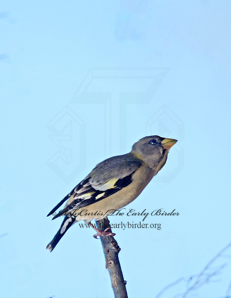 Coccothraustes vespertinus  EVENING GROSBEAK 9007516