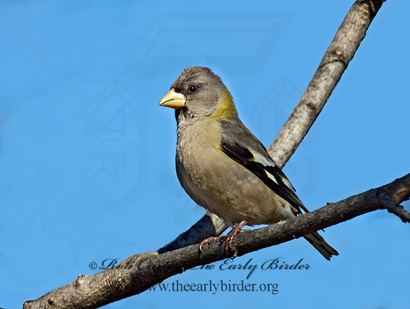 Coccothraustes vespertinus  EVENING GROSBEAK 9007541