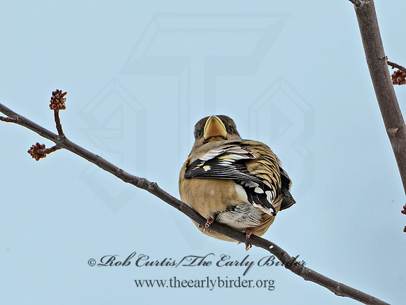 Coccothraustes vespertinus  EVENING GROSBEAK 3017223