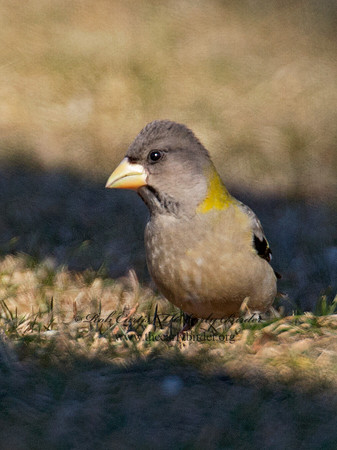 Coccothraustes vespertinus  EVENING GROSBEAK 9007528
