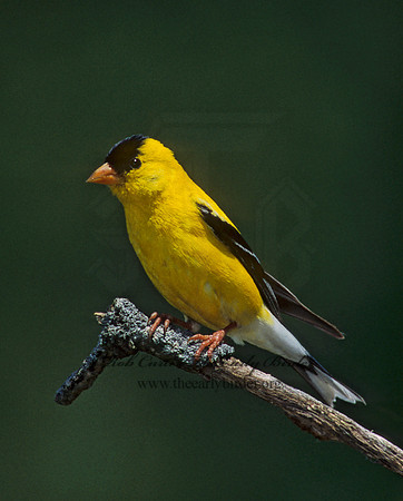 Spinus tristis  AMERICAN GOLDFINCH  257109