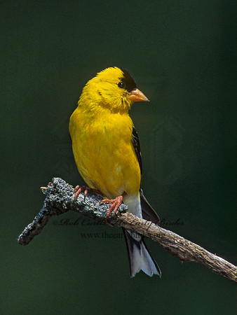 Spinus tristis  AMERICAN GOLDFINCH  257115